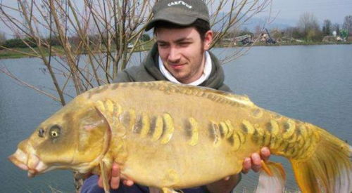 鴨子治魚 美國鯉魚泛濫的創(chuàng)新生態(tài)對策與水產(chǎn)市場影響