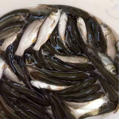 港興水產(chǎn) 專業(yè)提供鯇魚苗、泥鰍魚苗與羅非魚苗，兼營日用百貨銷售